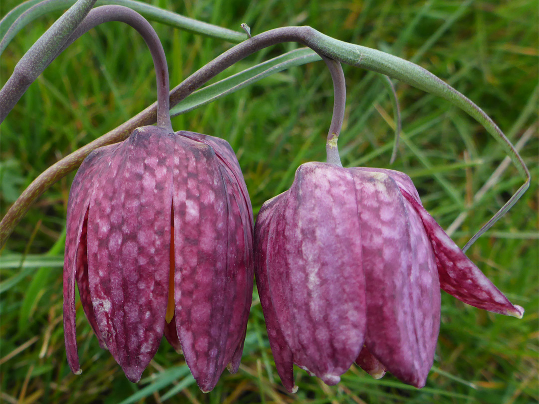 Pendent flowers