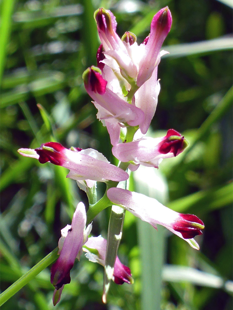 White and purple flowers