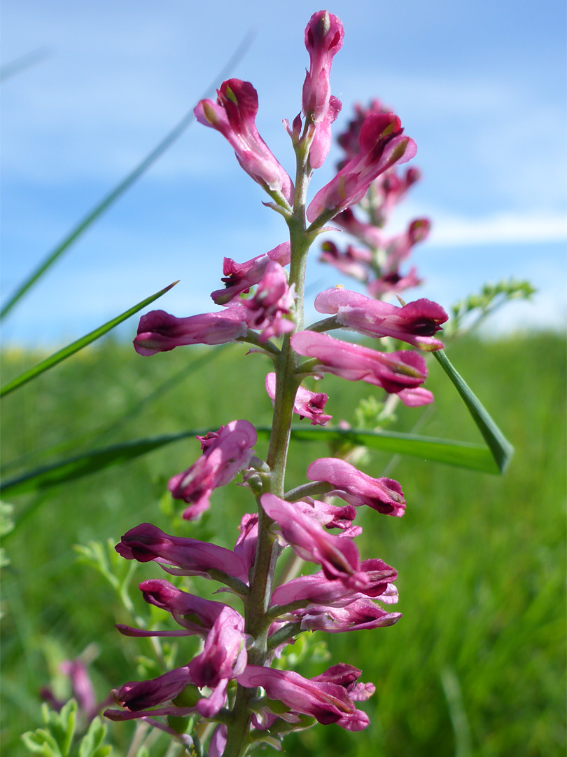 Inflorescence