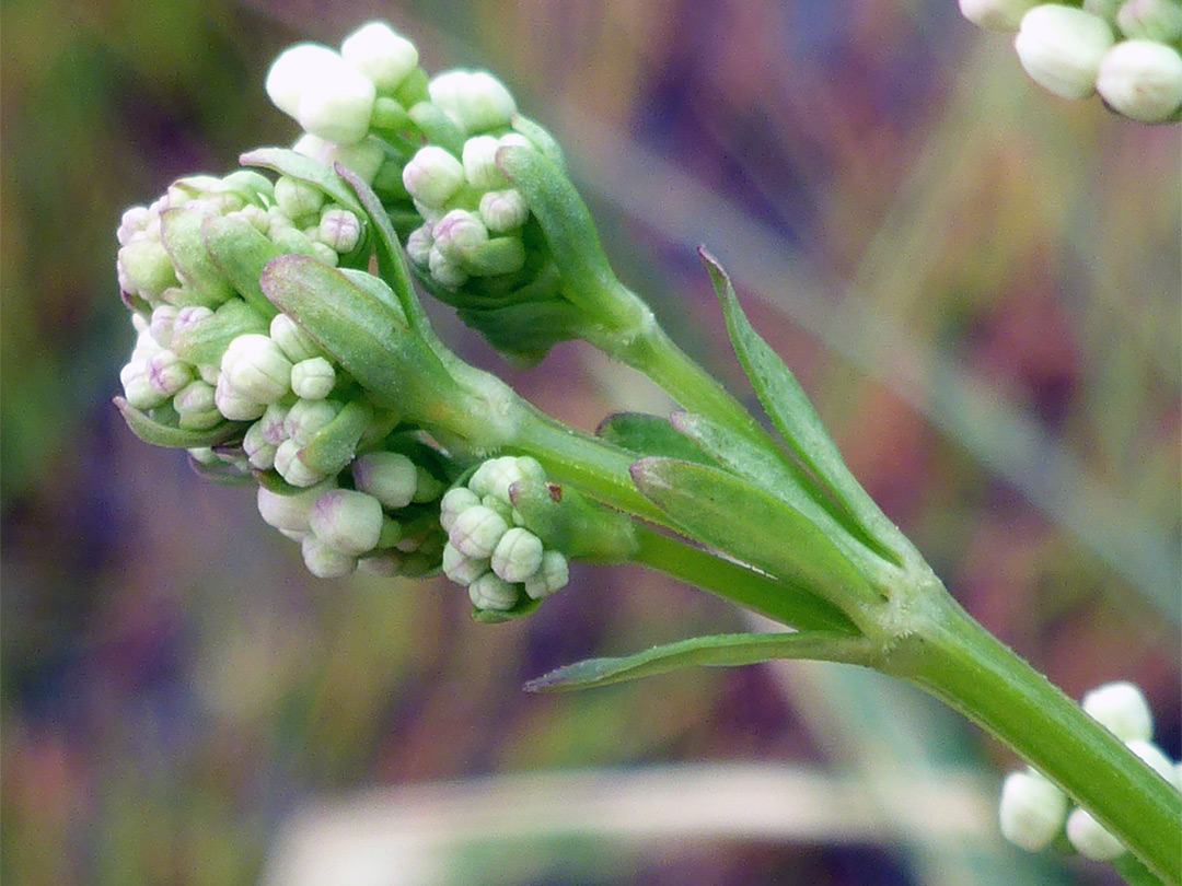 Developing flowers