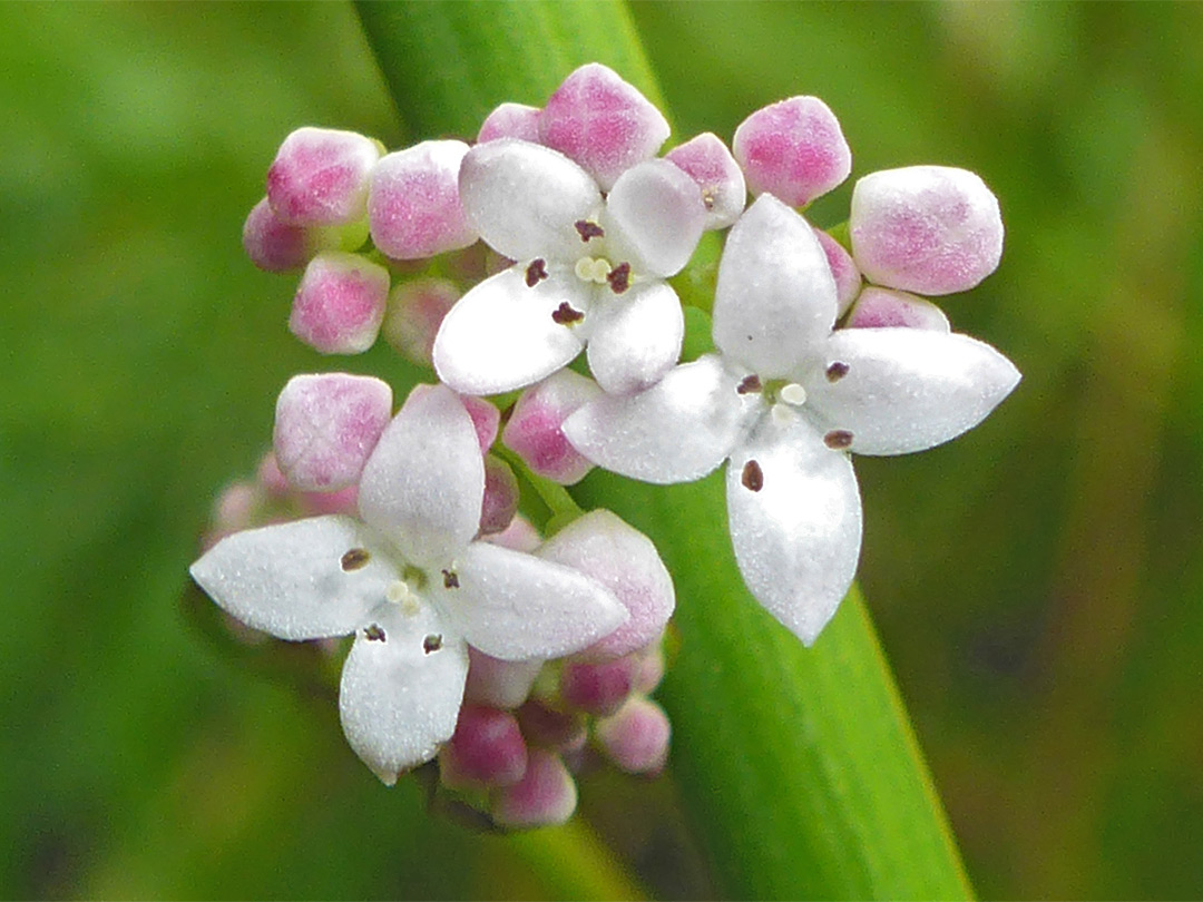 Buds and flowers