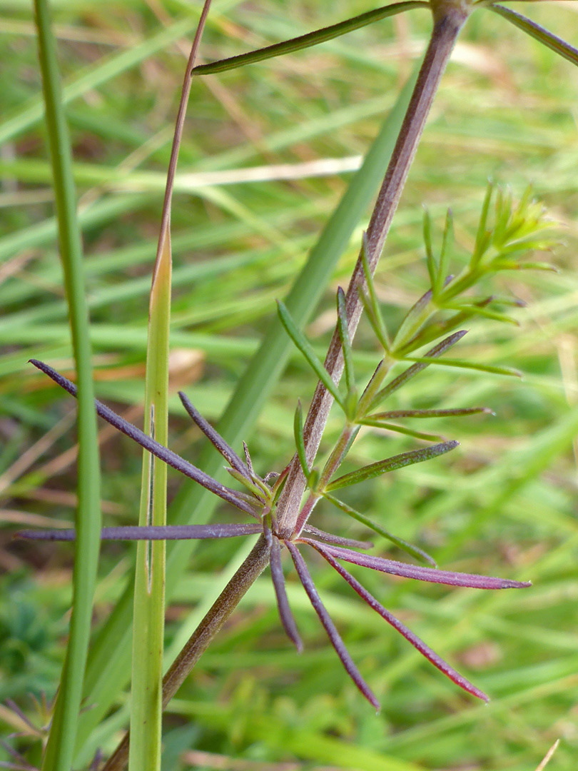 Whorled leaves