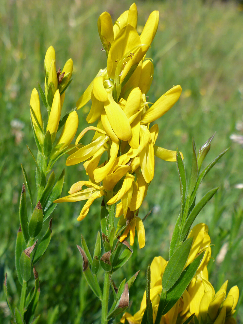 Leaves and flowers