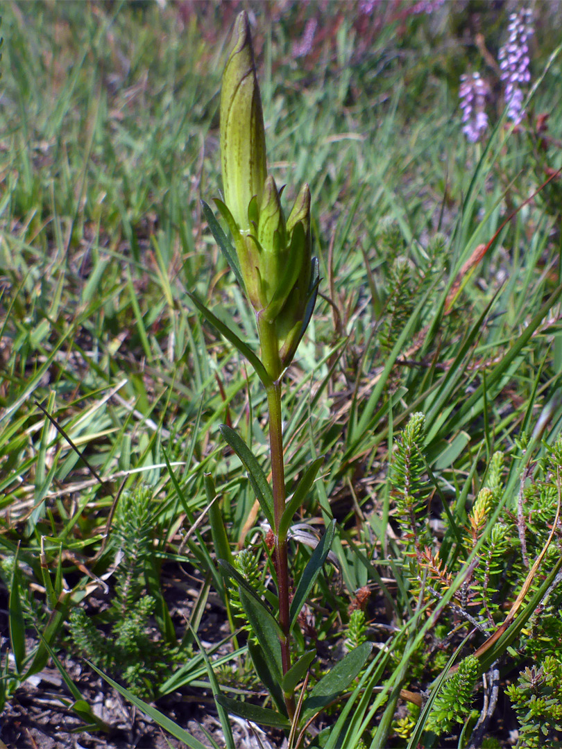 Leaves and buds