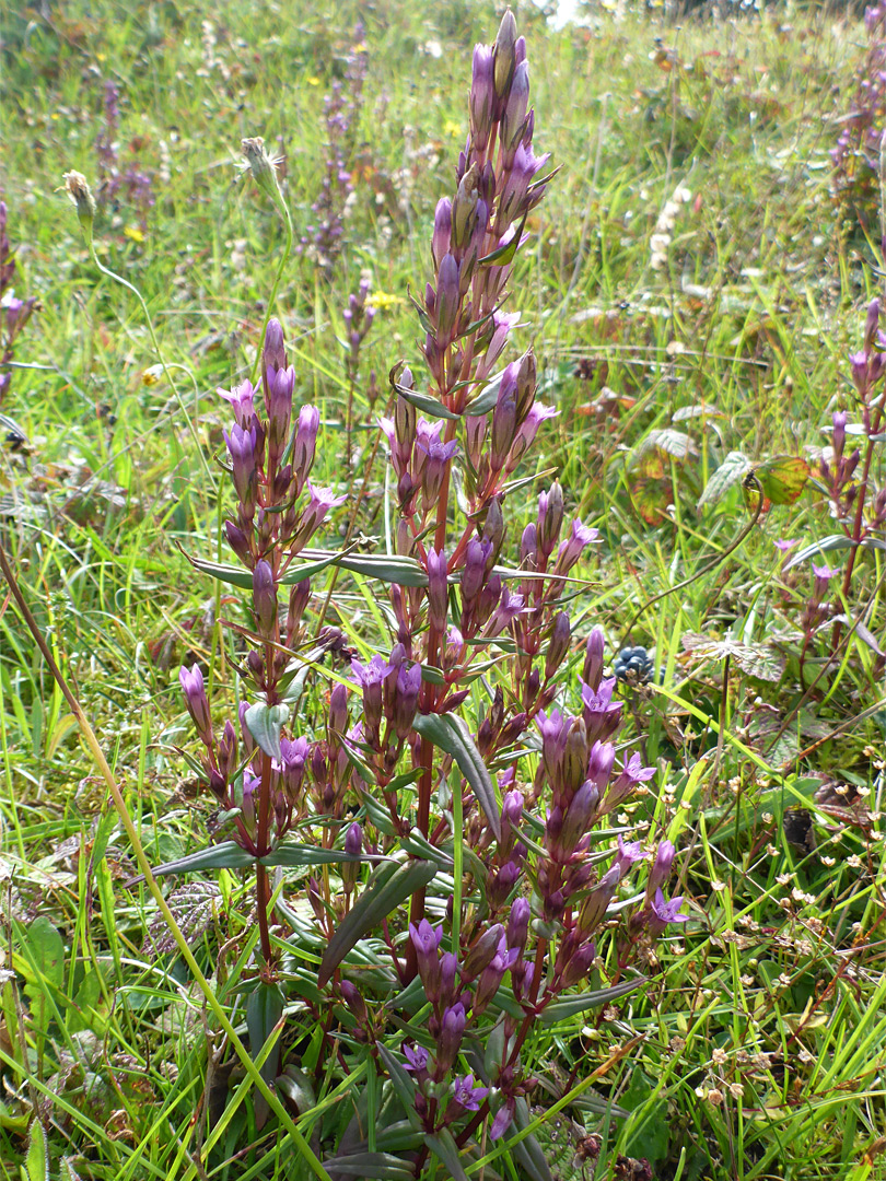 Group of flowering stems