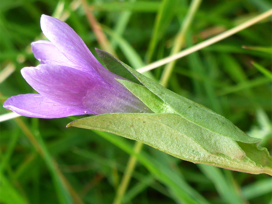 Outer and inner sepals