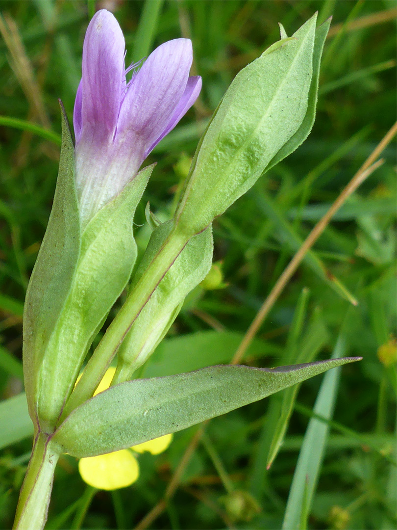 Pale green calyces