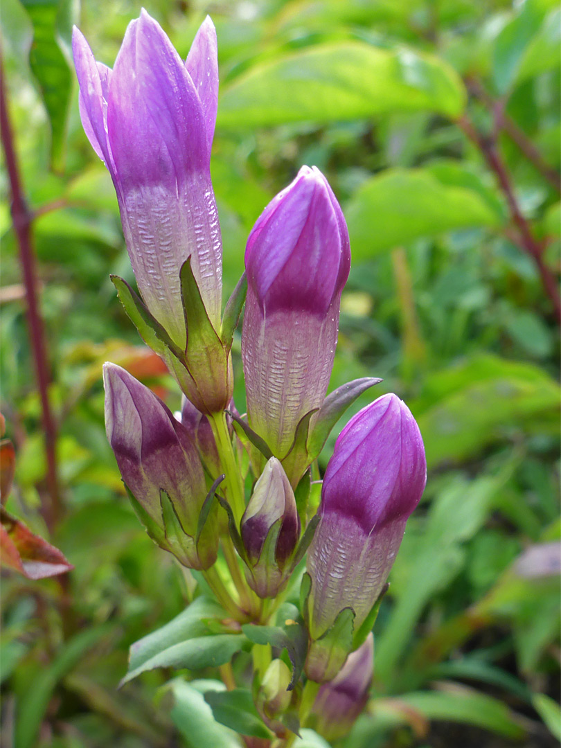 Large flowers