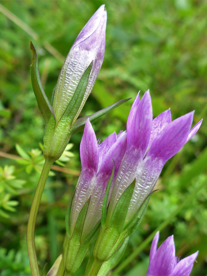 Opening flowers