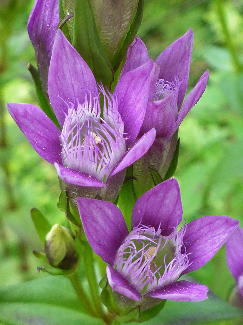 Three open flowers