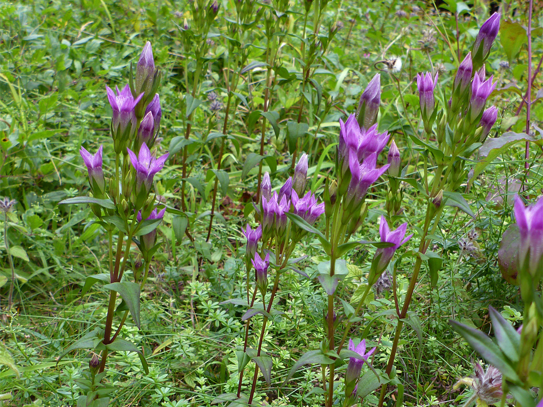 Group of plants