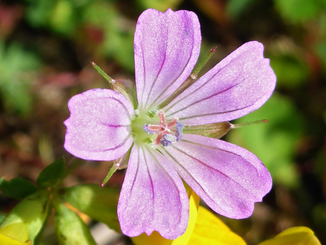 Pink petals