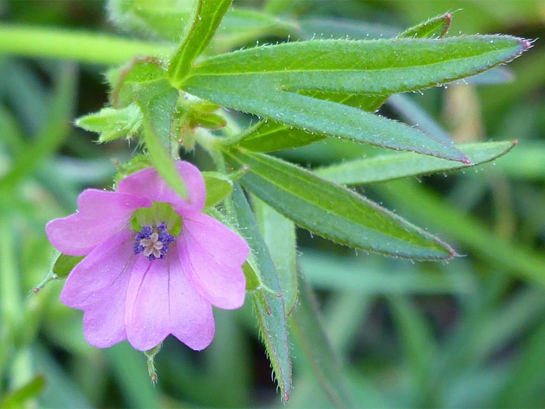 Flower and leaves