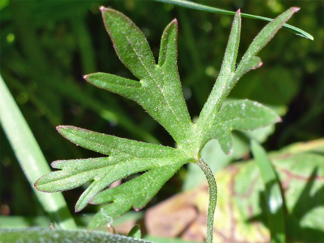 Deeply divided leaf