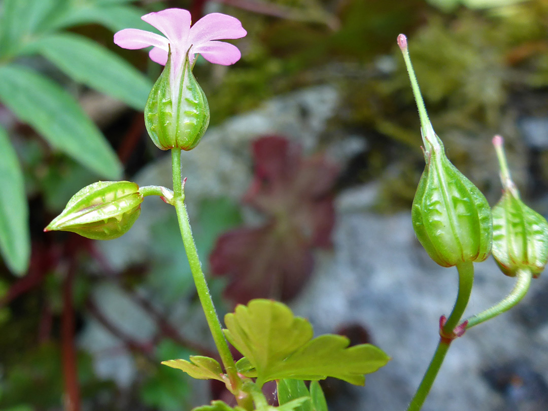 Hairless calyces