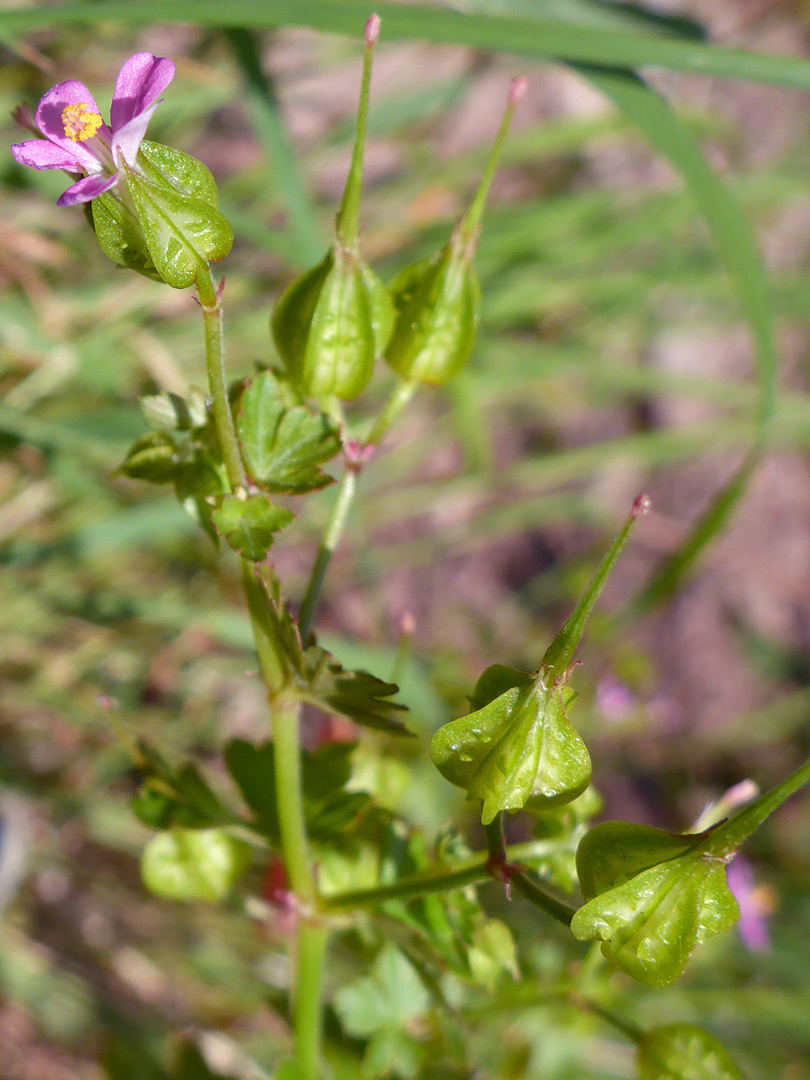 Fruits