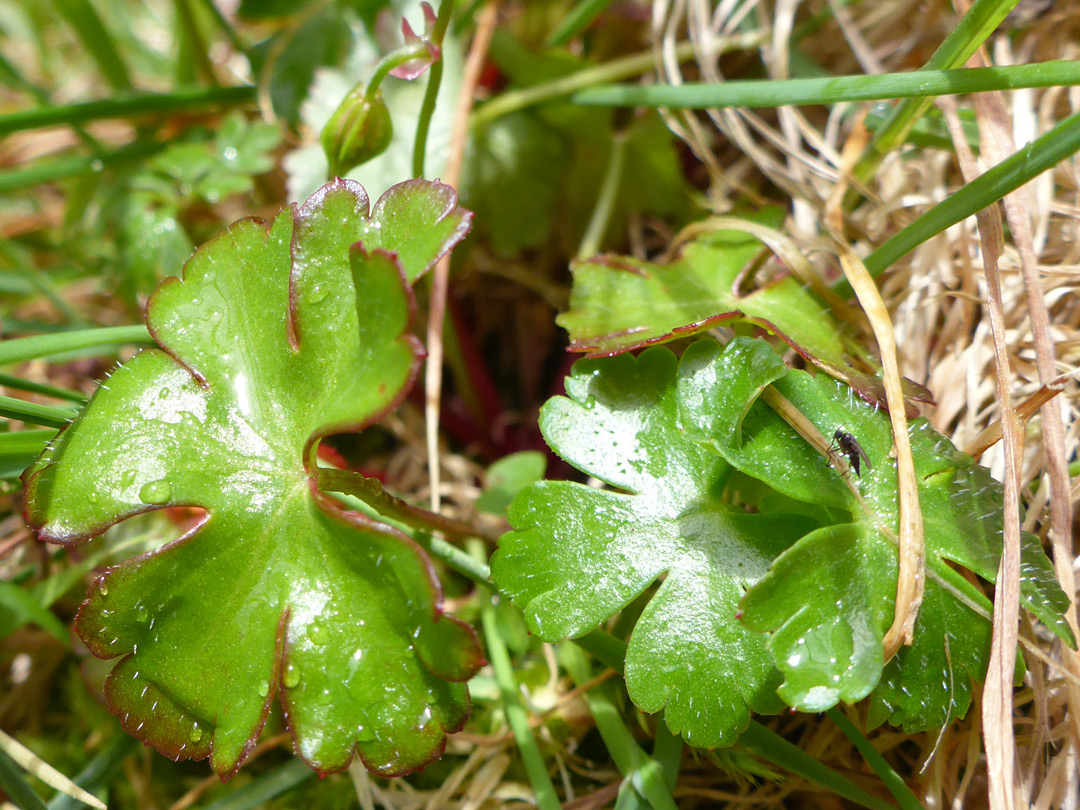 Sparsely-hairy leaves