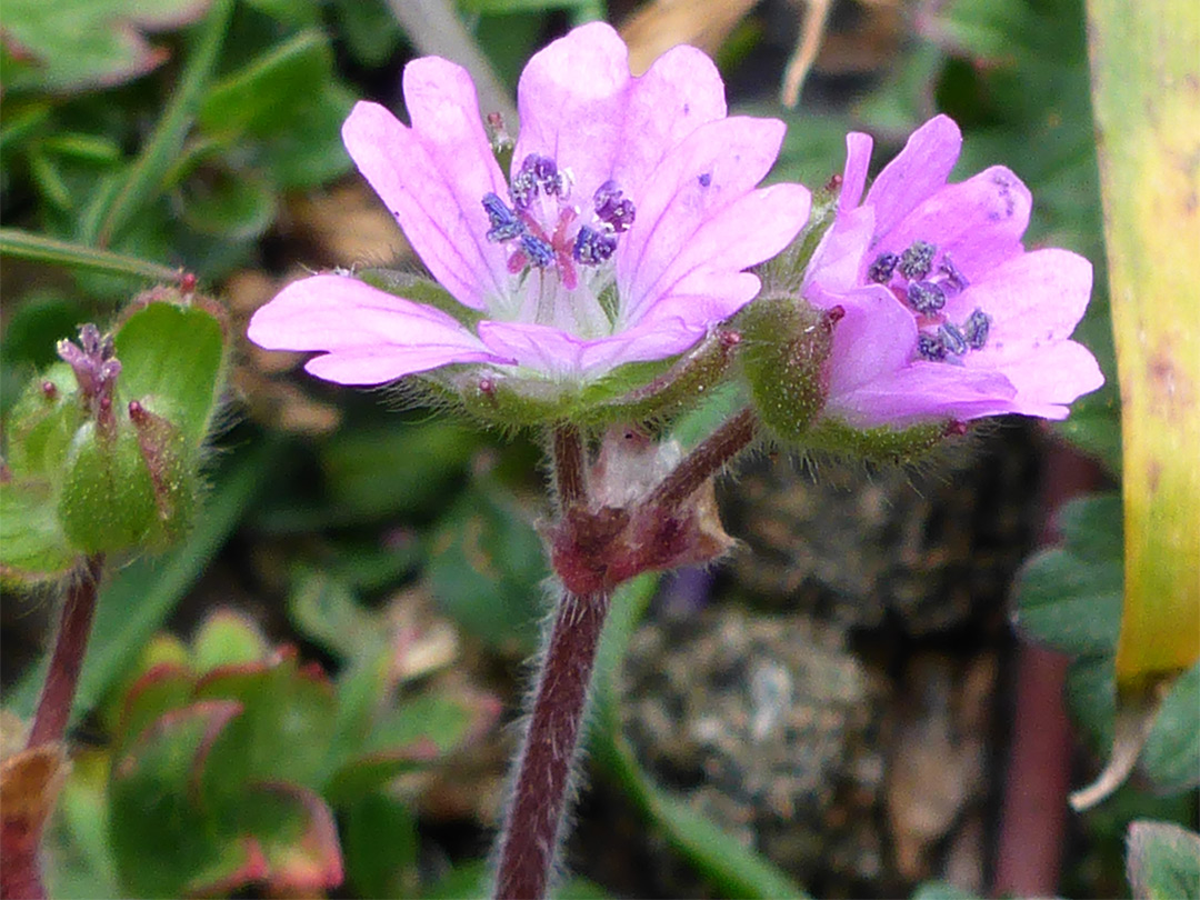 Two flowers