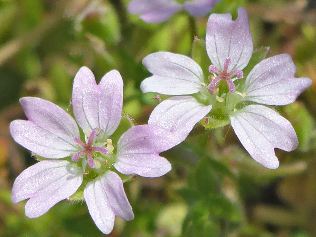 Pair of flowers