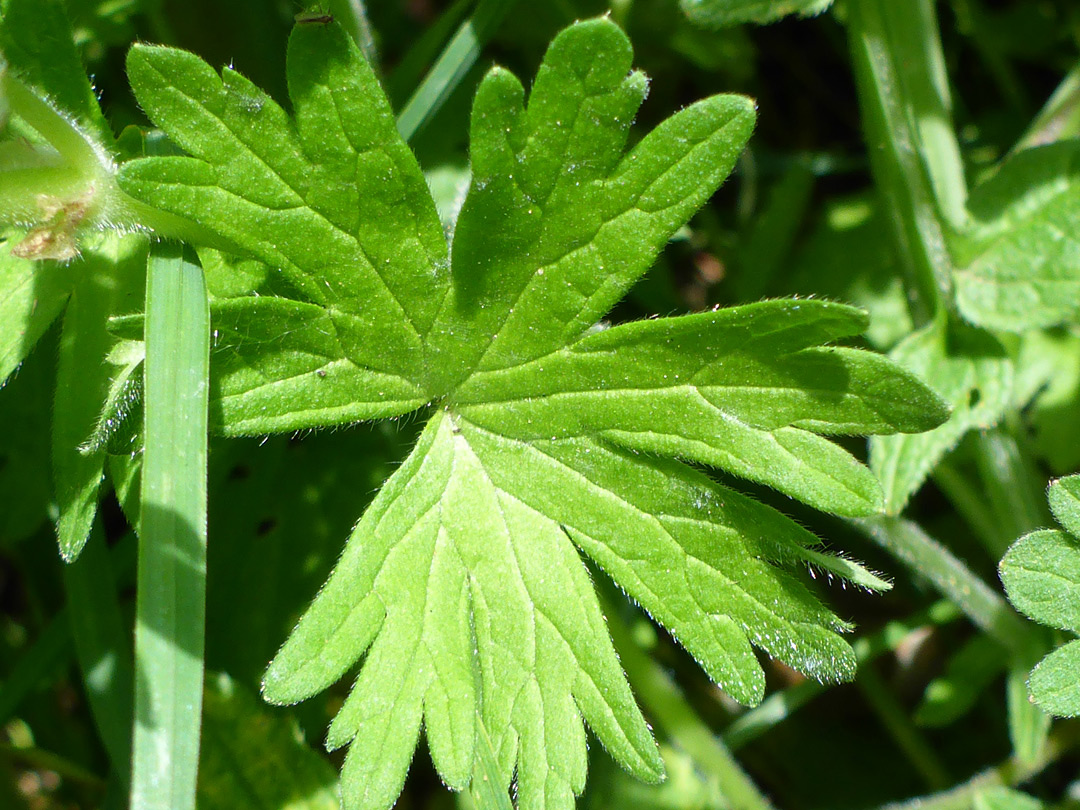 Lobed leaf