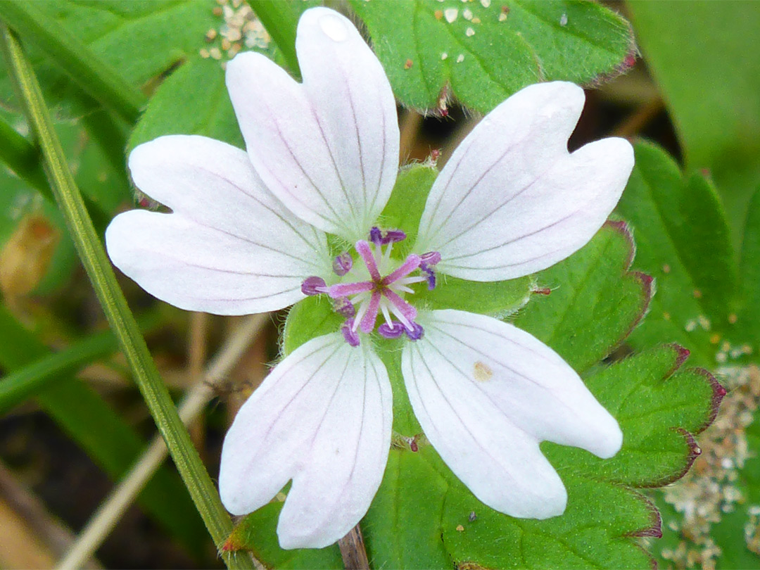 White petals