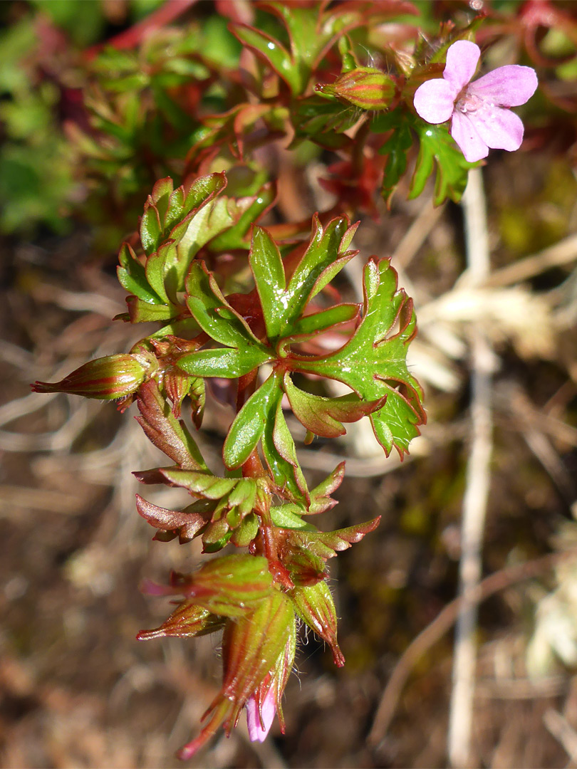 Flower and leaves