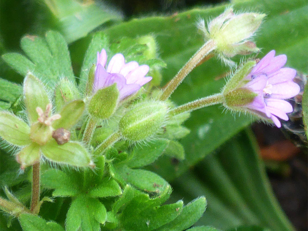 Hairy stalks and calyces