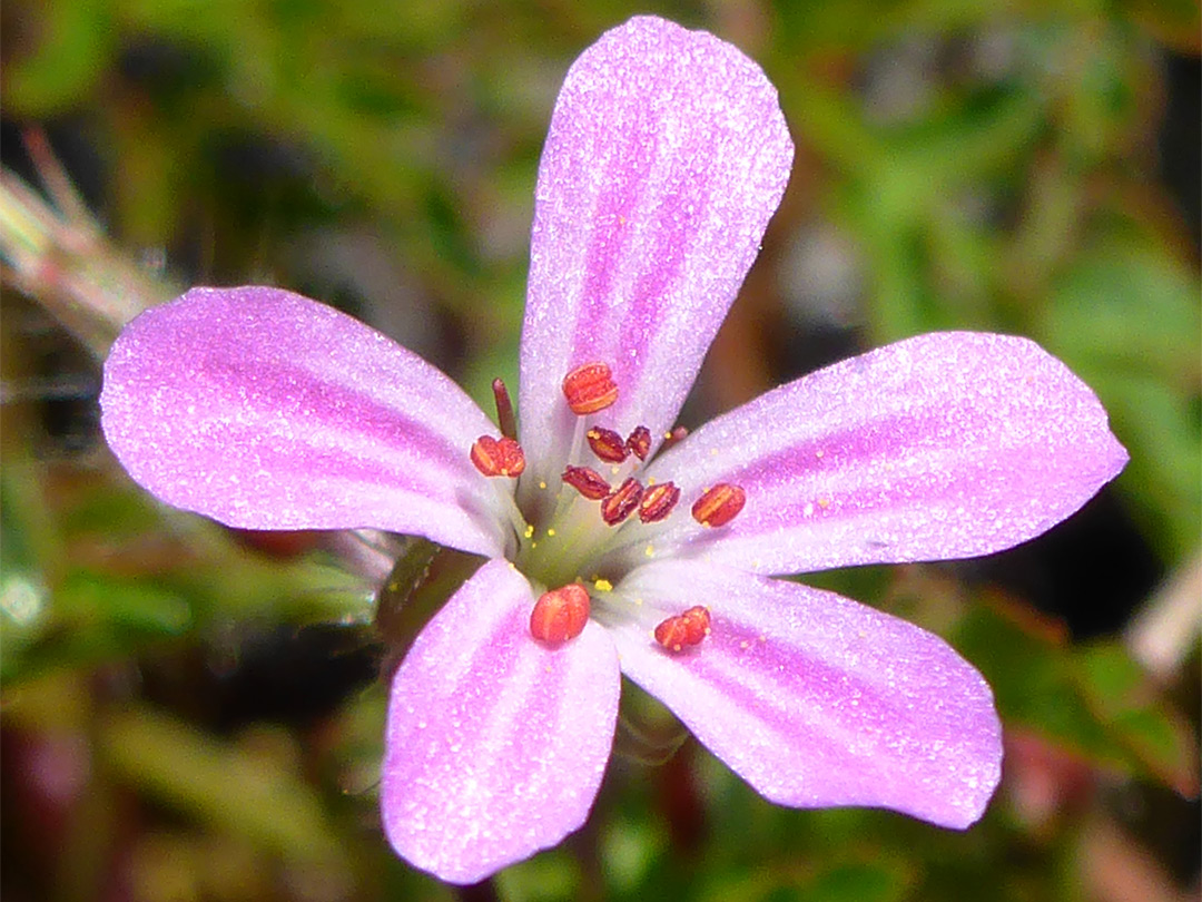 Red anthers