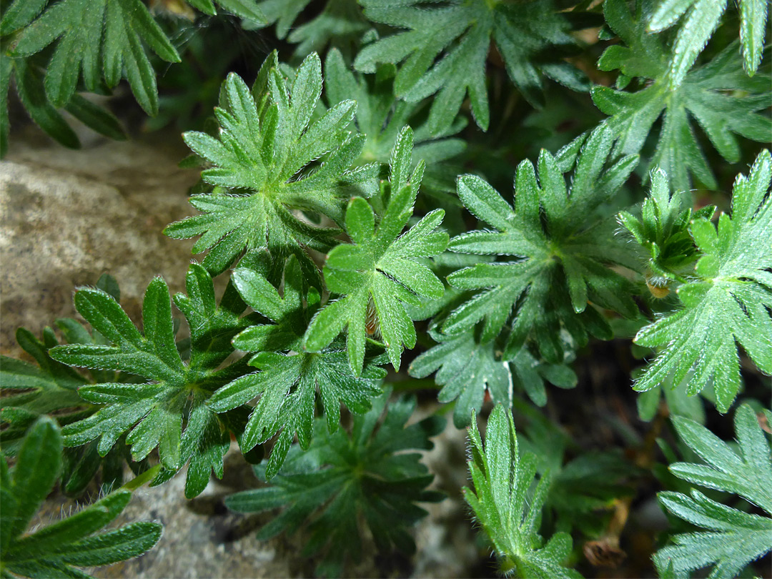 Dark green leaves