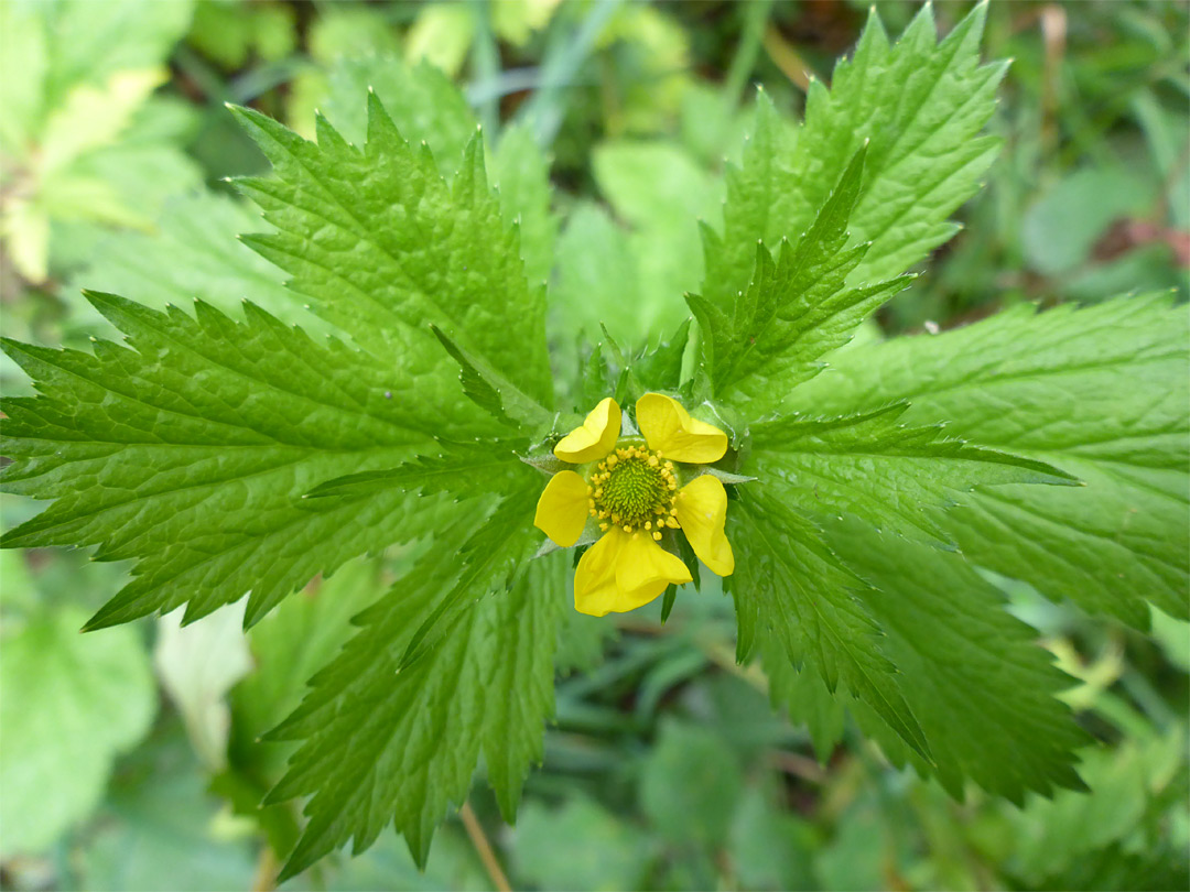 Flower and leaves