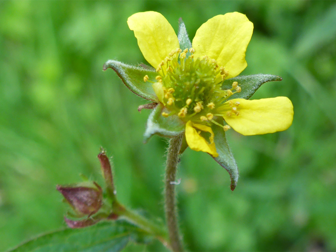 Withering flower