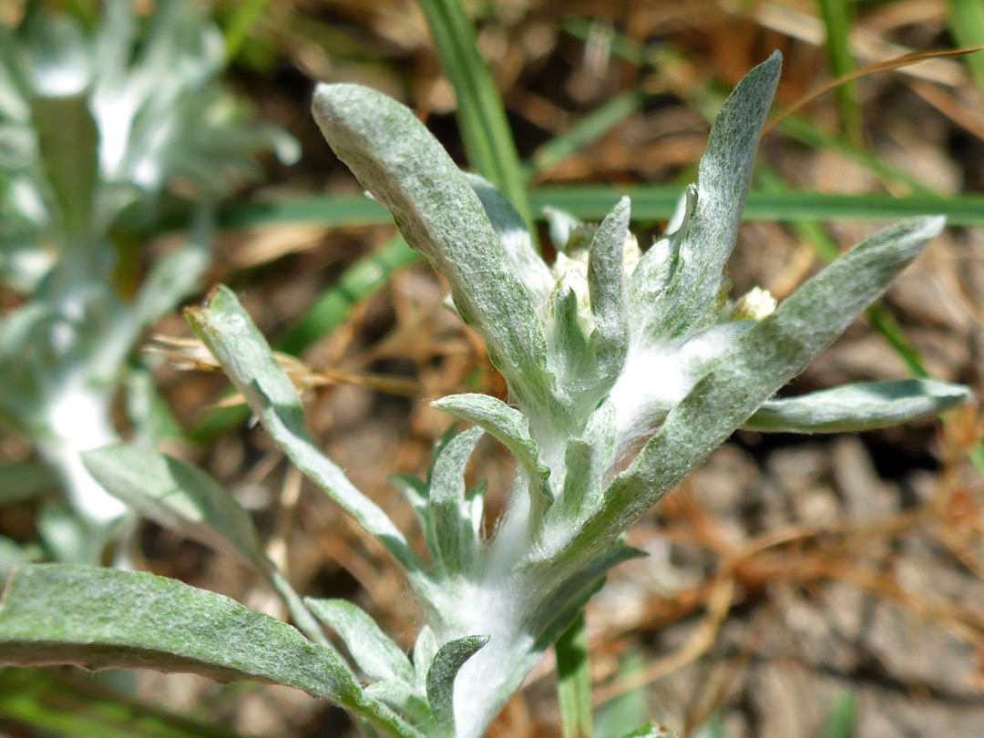 Woolly stem and leaves