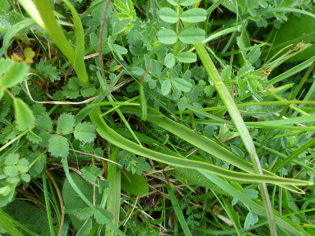 Narrow leaves