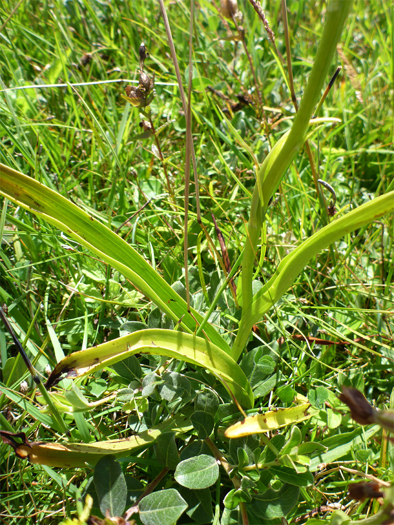 Basal leaves