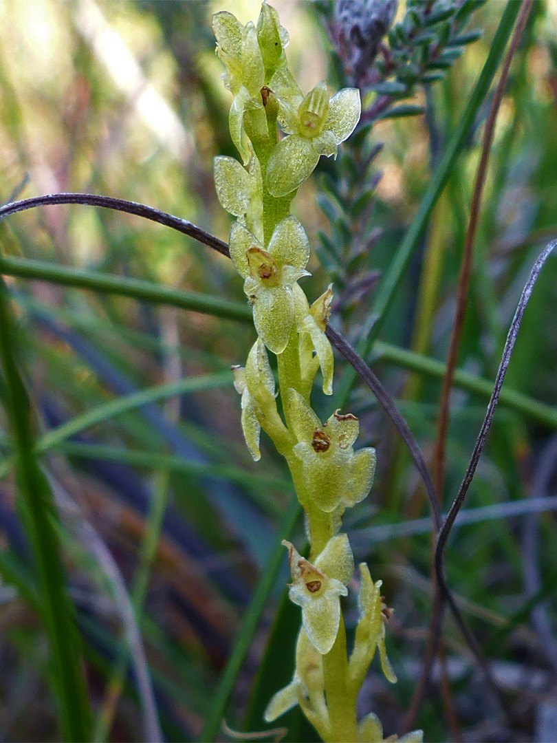 Yellow-green flowers