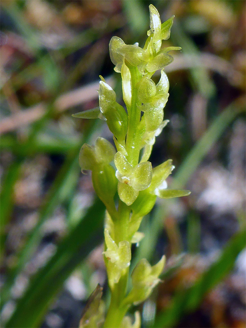 Yellowish-green flowers