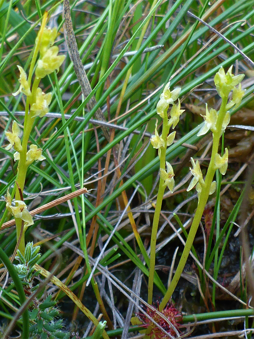 Three flowering stems