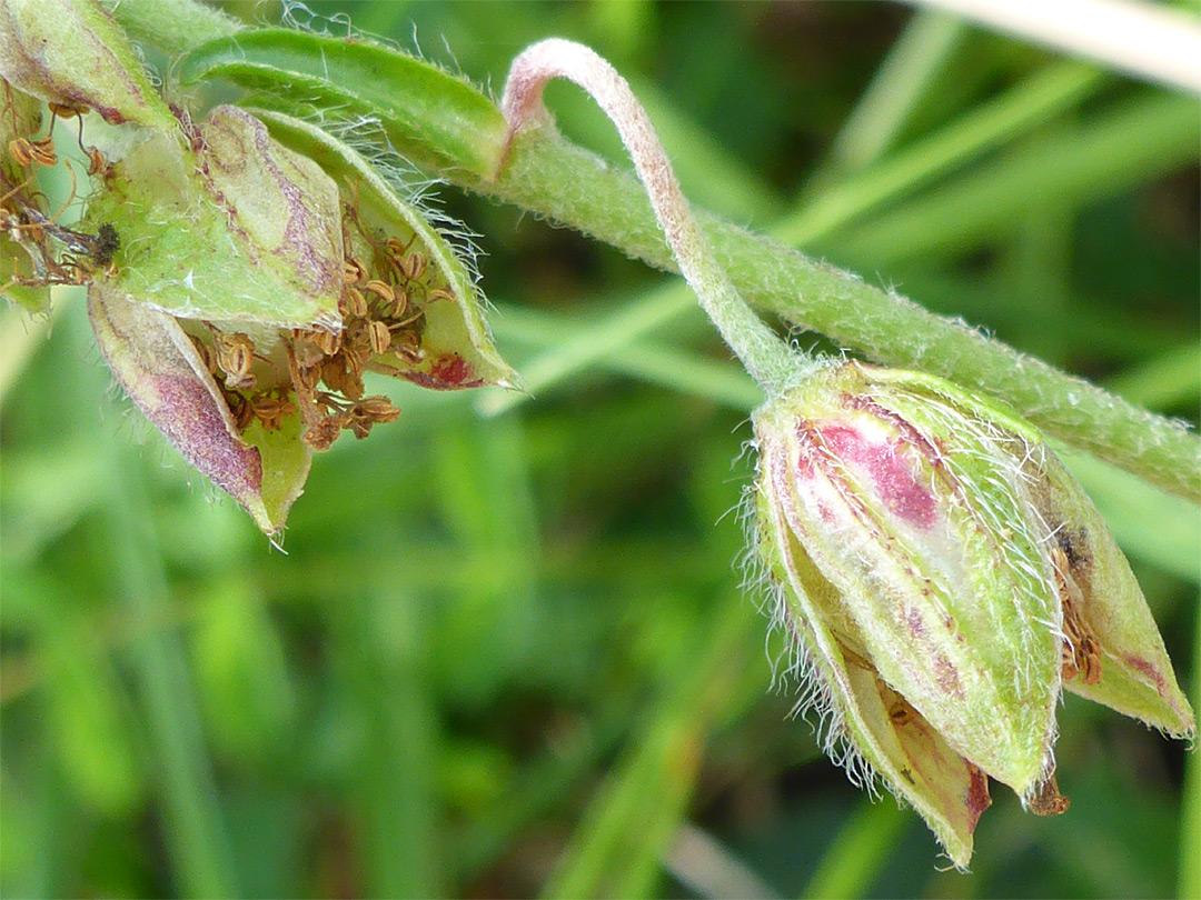 Withered flowers