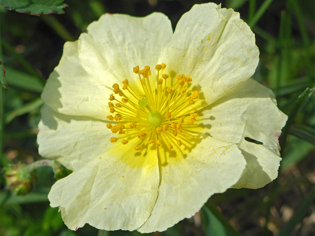 Common rock-rose