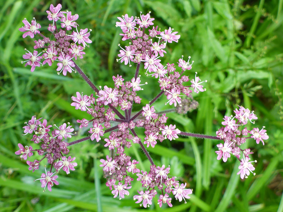 Pink flowers