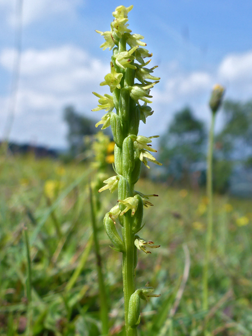 Greenish-yellow flowers