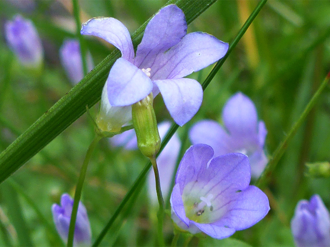 Pale purple flowers