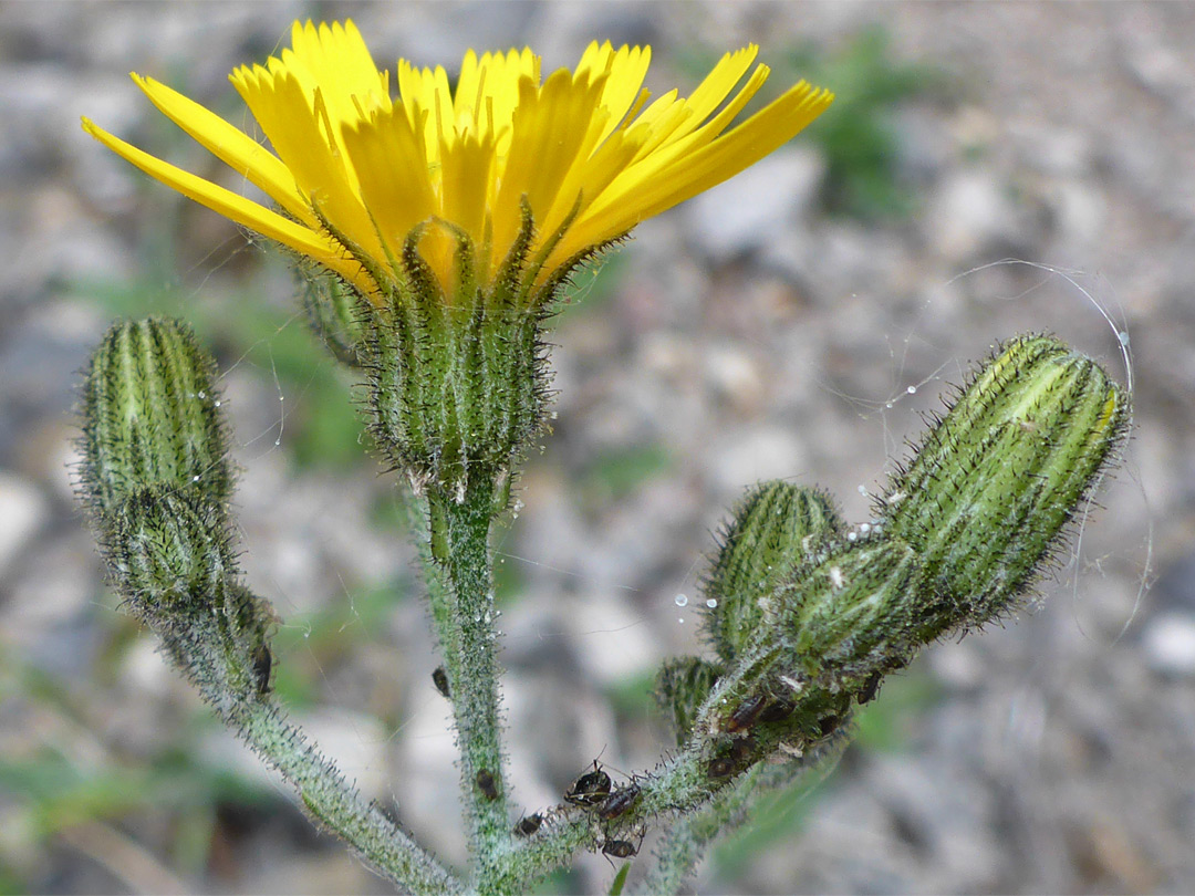 Stem and leaves