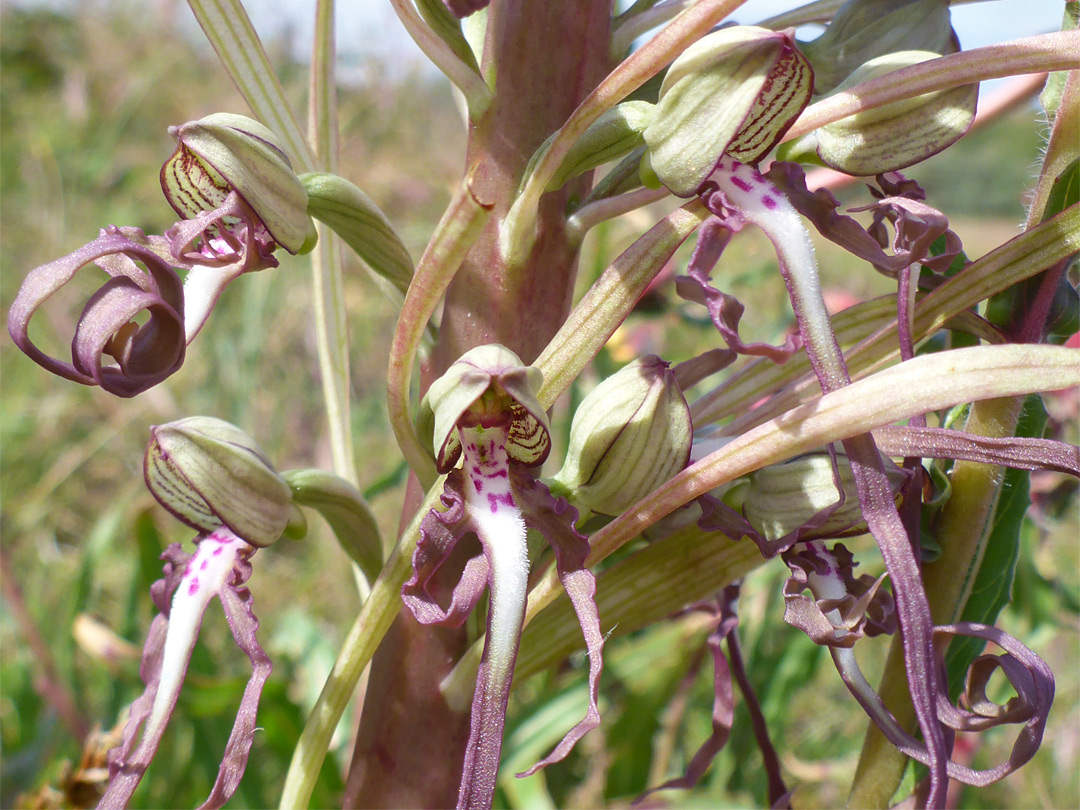 Lizard orchid flowers