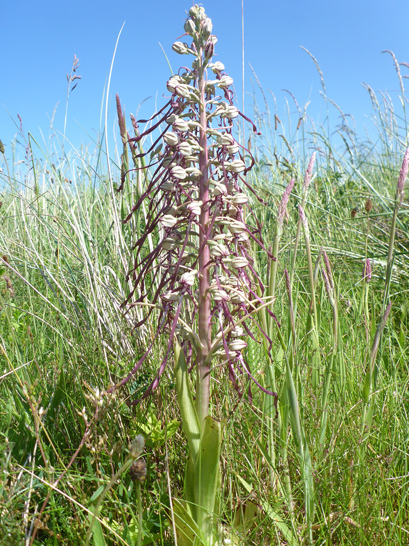 Thick stem