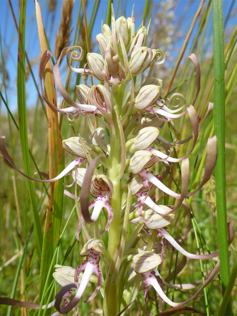 Pale-coloured flowers