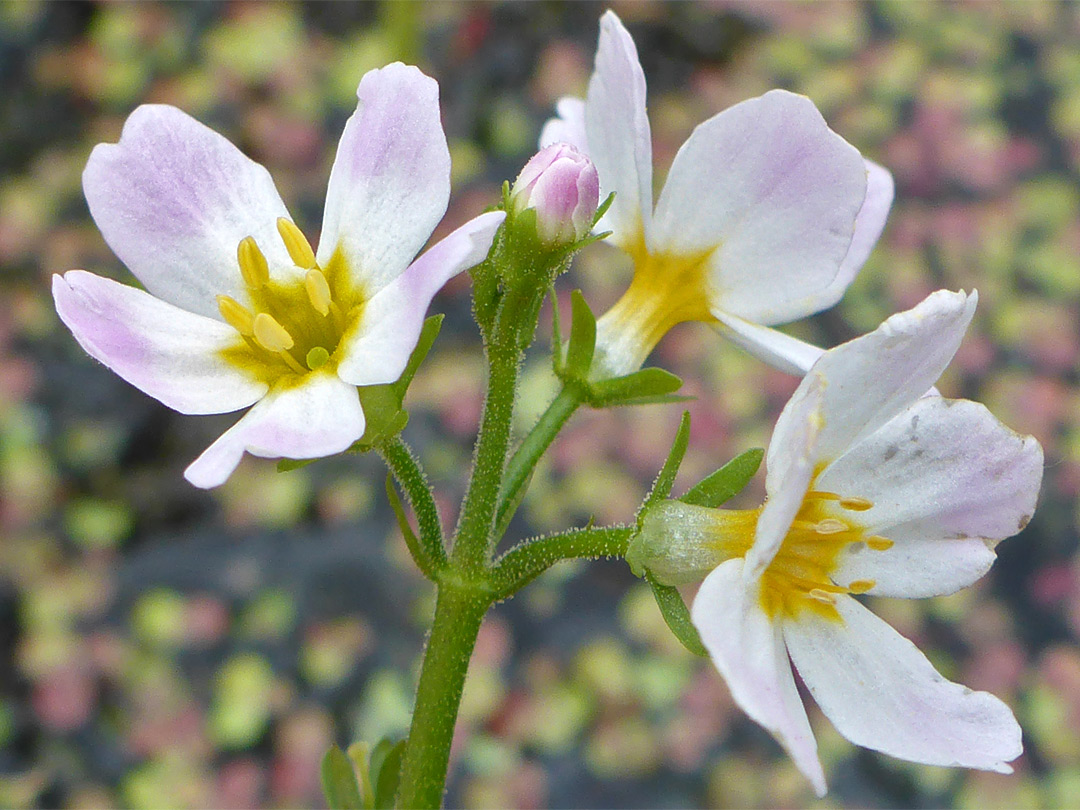 Three flowers