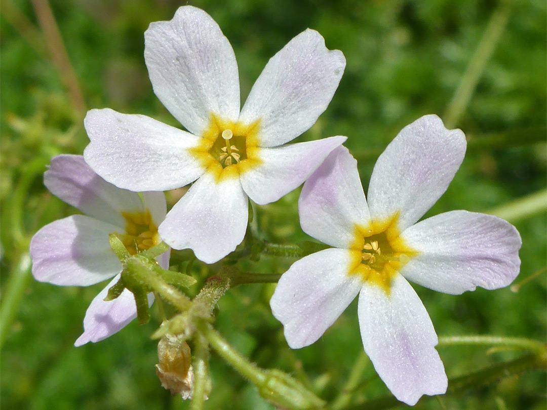 Water violet