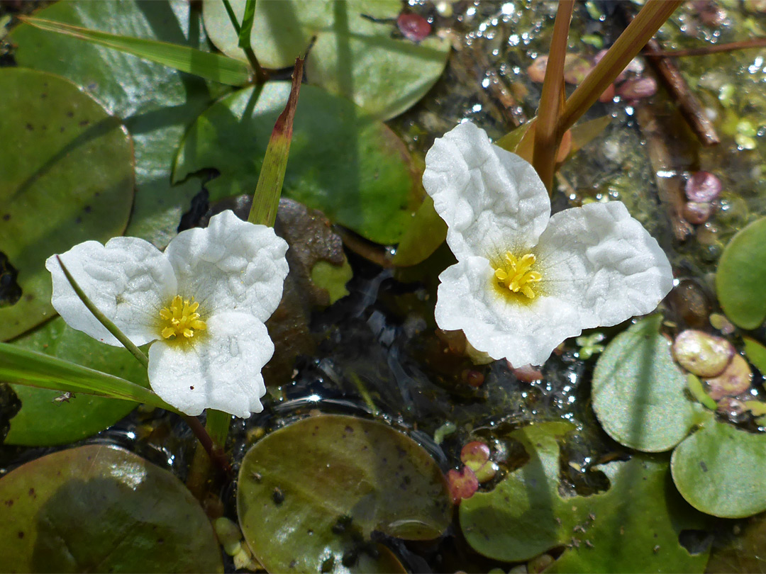 Frogbit