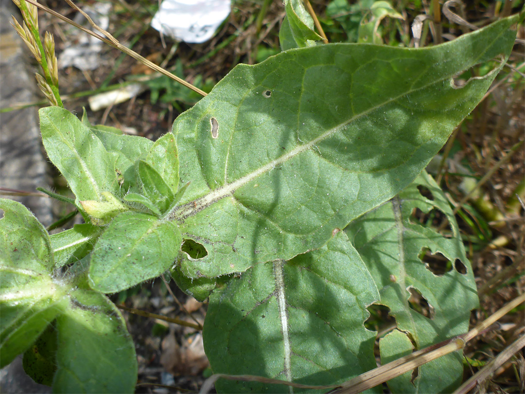 Ovate leaves